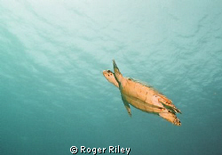 Shot w/ Nikonos off of Cozumel.  The Turtles were everywh... by Roger Riley 